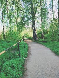 View of trees in forest
