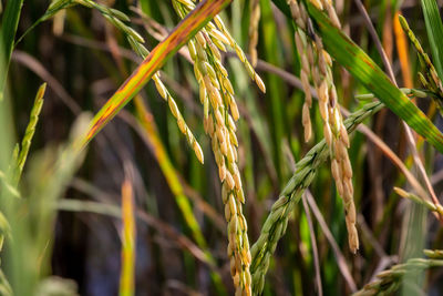 Close-up of crops growing on field