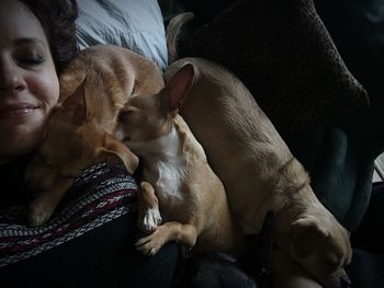 Close-up of woman sleeping with dogs on bed 