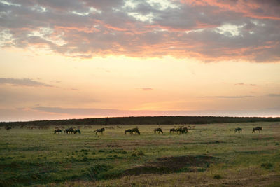 Wildebeest  grazing in field
