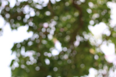 Defocused image of tree against blurred background