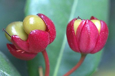 Close-up of pink flowers