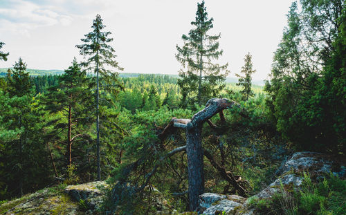 Scenic view of forest against sky