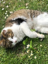 View of a cat resting on field