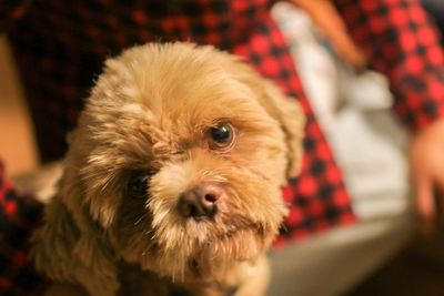 Close-up portrait of puppy at home