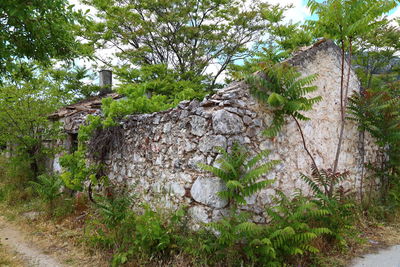 Close-up of tree against sky