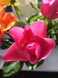 Close-up of red flower blooming outdoors