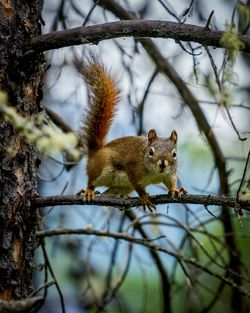Squirrel sitting on a tree