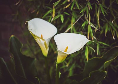 Close-up of white flower