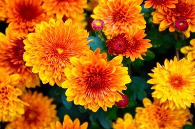 Close-up of flowers