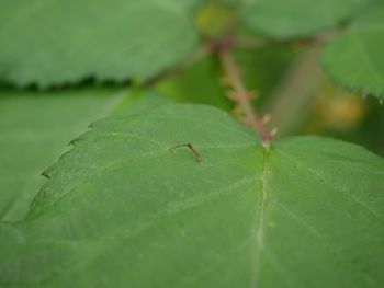 Close-up of insect on leaf