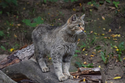 Cat standing on wood