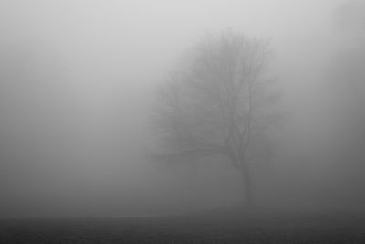 Bare trees on foggy day