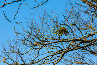 Low angle view of bird on bare tree against blue sky