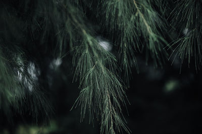 Close-up of plant