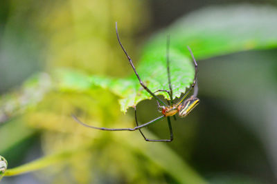 Close-up of insect on leaf