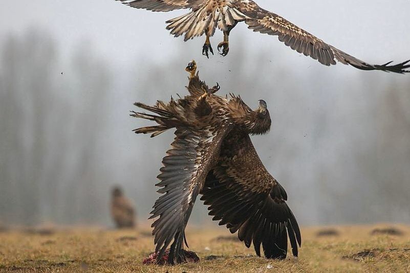 sky, focus on foreground, nature, bird, tree, cloud - sky, tranquility, animal themes, animals in the wild, dry, day, outdoors, beauty in nature, flying, leaf, cloudy, field, close-up, no people, cloud