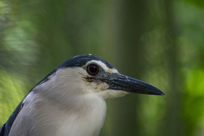 Close-up of a bird looking away