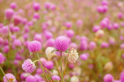 Close-up of pink flowering plants on field