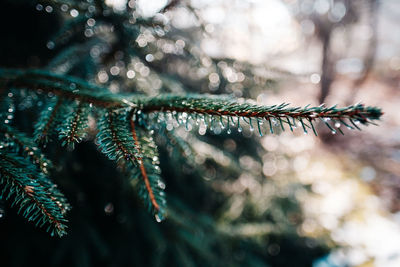 Close-up of droplets on branch