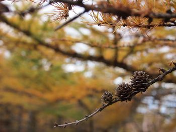 Close-up of pine cone on tree during autumn