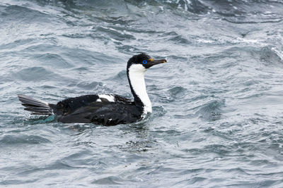 Bird in sea