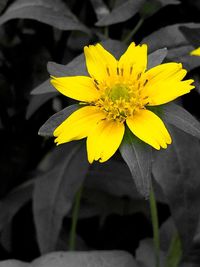 Close-up of yellow flower