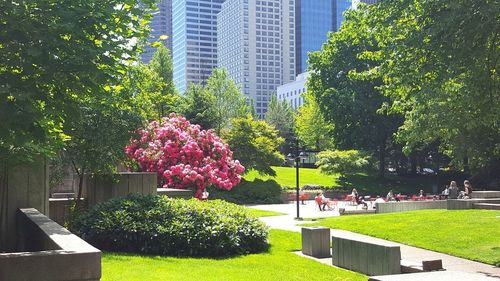 Flowering trees in park against buildings in city