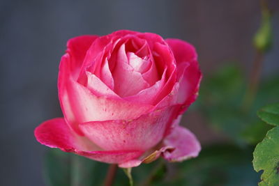 Close-up of pink rose