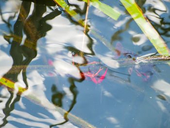 High angle view of koi carps in pond