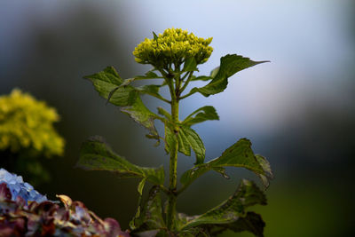 Close-up of plant against blurred background