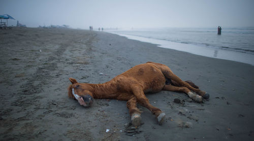 Horse lying at beach