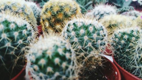 Close-up of cactus