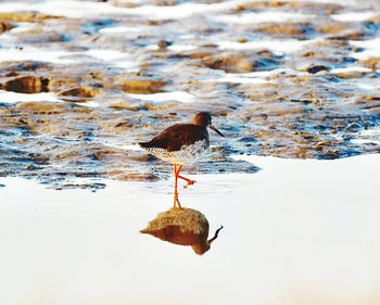 View of duck swimming in lake