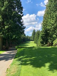 Footpath amidst trees in park against sky