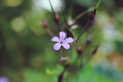 Close-up of purple flowers blooming outdoors