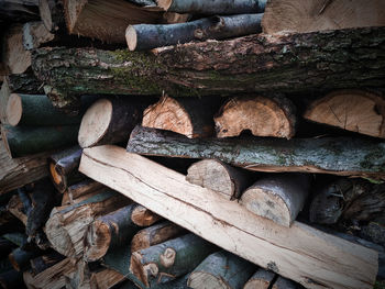 Stack of logs in forest