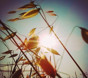 Low angle view of plants against sky during sunset