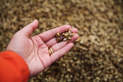 Close-up of hand holding leaf