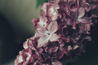 Close-up of lilac blooming outdoors