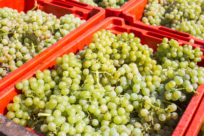 View of grapes in crate