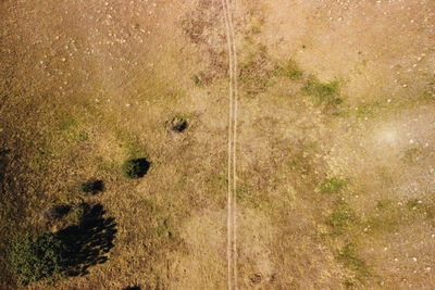 High angle view of lizard on land