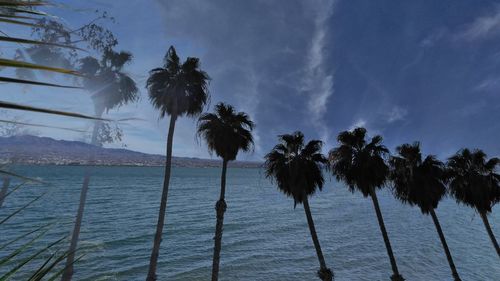 Palm trees by sea against sky