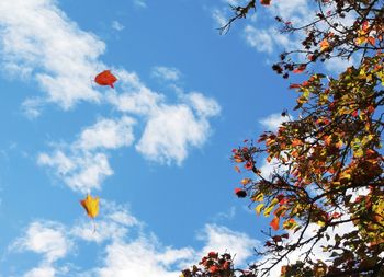 Low angle view of flower tree against blue sky