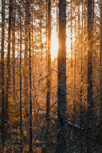 Pine trees in forest