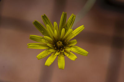 Close-up of yellow flowering plant