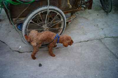 High angle view of a dog