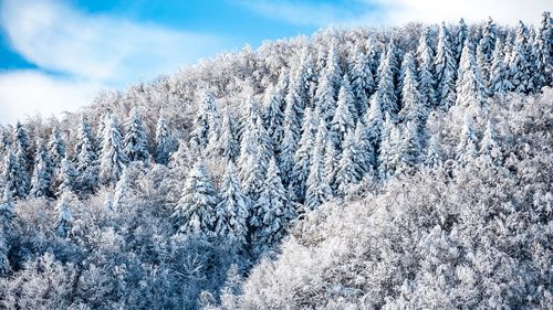 Close-up of frozen tree against sky