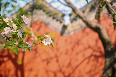 Close-up of flowering plant against building