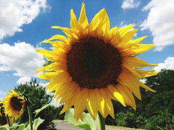 Close-up of sunflower